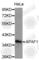 Apoptotic Peptidase Activating Factor 1 antibody, A2800, ABclonal Technology, Western Blot image 