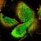 Aryl Hydrocarbon Receptor antibody, NBP1-89974, Novus Biologicals, Immunofluorescence image 