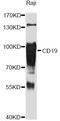 CD19 antibody, MBS127306, MyBioSource, Western Blot image 