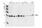 Cell Division Cycle 42 antibody, 2462S, Cell Signaling Technology, Western Blot image 