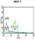 TATA-Box Binding Protein Associated Factor 2 antibody, abx034593, Abbexa, Western Blot image 