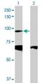 Cadherin 19 antibody, H00028513-D01P, Novus Biologicals, Western Blot image 