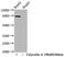 Signal Transducer And Activator Of Transcription 1 antibody, CSB-RA022810A727phHU, Cusabio, Western Blot image 