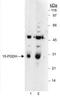 15-Hydroxyprostaglandin Dehydrogenase antibody, PA5-22892, Invitrogen Antibodies, Western Blot image 