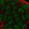 Guanylate Binding Protein 2 antibody, PA5-60078, Invitrogen Antibodies, Immunofluorescence image 