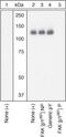 Protein Tyrosine Kinase 2 antibody, 44-625G, Invitrogen Antibodies, Western Blot image 