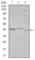 CCAAT Enhancer Binding Protein Alpha antibody, abx016069, Abbexa, Western Blot image 