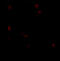 HLP antibody, 7987, ProSci, Immunofluorescence image 