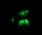 RAS Like Proto-Oncogene B antibody, M03556, Boster Biological Technology, Immunofluorescence image 
