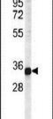 Cardiolipin Synthase 1 antibody, PA5-25338, Invitrogen Antibodies, Western Blot image 