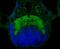 Fibronectin Type III Domain Containing 3A antibody, NBP2-76931, Novus Biologicals, Immunofluorescence image 