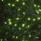 FUS RNA Binding Protein antibody, NB100-565, Novus Biologicals, Immunofluorescence image 