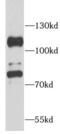 Aconitase 1 antibody, FNab00087, FineTest, Western Blot image 