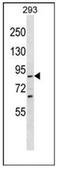 Spartin antibody, AP54015PU-N, Origene, Western Blot image 