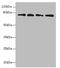 X-Ray Repair Cross Complementing 5 antibody, A61806-100, Epigentek, Western Blot image 