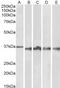 Serrate, RNA Effector Molecule antibody, 43-680, ProSci, Enzyme Linked Immunosorbent Assay image 