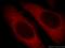 ADP Ribosylation Factor 5 antibody, 20227-1-AP, Proteintech Group, Immunofluorescence image 