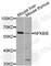 NFKB Inhibitor Epsilon antibody, A8443, ABclonal Technology, Western Blot image 