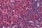 PR/SET Domain 1 antibody, MBS242181, MyBioSource, Immunohistochemistry frozen image 