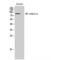 Cadherin 11 antibody, LS-C385000, Lifespan Biosciences, Western Blot image 