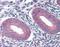 Grainyhead Like Transcription Factor 2 antibody, NBP1-80369, Novus Biologicals, Immunohistochemistry paraffin image 
