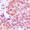 Macrophage Erythroblast Attacher antibody, orb224066, Biorbyt, Immunohistochemistry paraffin image 
