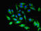 Proliferation And Apoptosis Adaptor Protein 15 antibody, LS-C676241, Lifespan Biosciences, Immunofluorescence image 
