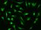 Cyclin E2 antibody, 107019-T02, Sino Biological, Immunohistochemistry frozen image 