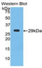 NP-I antibody, LS-C295588, Lifespan Biosciences, Western Blot image 