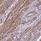 Glutathione Peroxidase 8 (Putative) antibody, NBP2-48664, Novus Biologicals, Immunohistochemistry paraffin image 