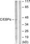 CCAAT Enhancer Binding Protein Alpha antibody, LS-C117551, Lifespan Biosciences, Western Blot image 