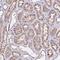 Adaptor Related Protein Complex 3 Subunit Mu 1 antibody, NBP2-48834, Novus Biologicals, Immunohistochemistry frozen image 