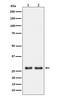 Uridine Phosphorylase 1 antibody, M10128, Boster Biological Technology, Western Blot image 