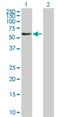 F-Box And Leucine Rich Repeat Protein 6 antibody, H00026233-B01P, Novus Biologicals, Western Blot image 