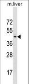 Sprouty RTK Signaling Antagonist 2 antibody, LS-C157083, Lifespan Biosciences, Western Blot image 