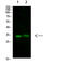 TNF Alpha Induced Protein 8 Like 3 antibody, STJ98863, St John