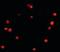 Progesterone Immunomodulatory Binding Factor 1 antibody, orb179055, Biorbyt, Immunofluorescence image 