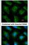 Ubiquitin Conjugating Enzyme E2 L3 antibody, PA5-30202, Invitrogen Antibodies, Immunofluorescence image 