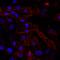 Alpha-2-Glycoprotein 1, Zinc-Binding antibody, AF4764, R&D Systems, Immunocytochemistry image 