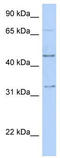 Activating enhancer-binding protein 2-beta antibody, TA343378, Origene, Western Blot image 