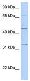 Transcription Factor AP-2 Beta antibody, TA343378, Origene, Western Blot image 