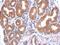Toll Like Receptor 7 antibody, GTX125910, GeneTex, Immunohistochemistry paraffin image 