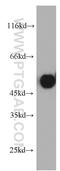 Thyroid Hormone Receptor Interactor 6 antibody, 21163-1-AP, Proteintech Group, Western Blot image 