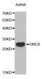 Origin Recognition Complex Subunit 6 antibody, LS-C334055, Lifespan Biosciences, Western Blot image 