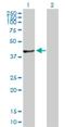 FGGY Carbohydrate Kinase Domain Containing antibody, H00055277-D01P, Novus Biologicals, Western Blot image 