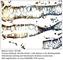 SEC24 Homolog B, COPII Coat Complex Component antibody, SEC24B-201AP, FabGennix, Immunohistochemistry paraffin image 