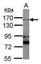 RAD50 Double Strand Break Repair Protein antibody, PA5-32175, Invitrogen Antibodies, Western Blot image 