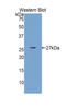 Myosin light chain kinase, smooth muscle antibody, LS-C295519, Lifespan Biosciences, Western Blot image 