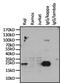 Immunoglobulin Kappa Constant antibody, MA5-12117, Invitrogen Antibodies, Western Blot image 