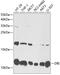 Diazepam Binding Inhibitor, Acyl-CoA Binding Protein antibody, 14-894, ProSci, Western Blot image 